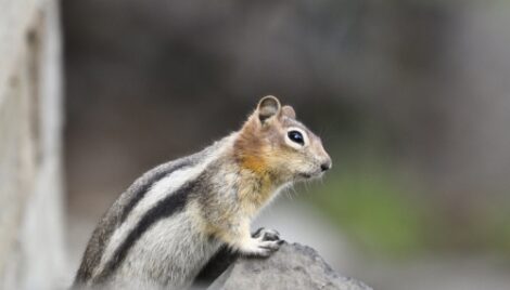 Photo of the Week: Chipmunk Contemplation Image